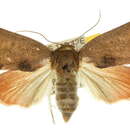 Image of <i>Careades plana</i>