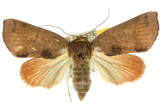 Image of <i>Careades plana</i>