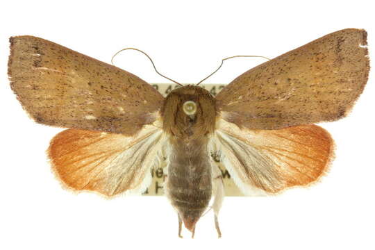 Image of <i>Careades plana</i>