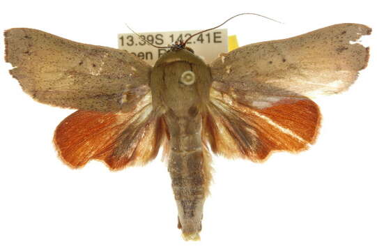 Image of <i>Careades plana</i>