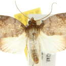 Image of <i>Beara falcata</i>