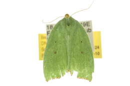 Clytophylla resmi