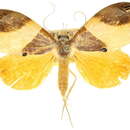 Image of Cacyparis melanolitha Turner 1909