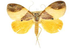 Image of Cacyparis melanolitha Turner 1909