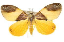 Image of Cacyparis melanolitha Turner 1909