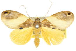 Image of Cacyparis brevipennis Warren 1916