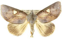 Image of Pterogonia cardinalis Holloway 1976