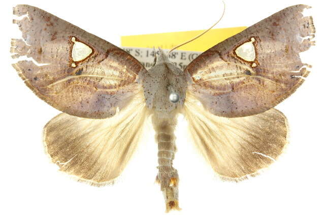 Image of Pterogonia cardinalis Holloway 1976