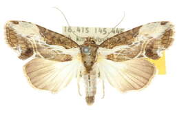 Image of Timorodes