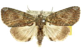 Image of <i>Plotheia exacta</i>