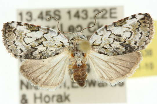 Characoma distincta Bethune-Baker 1906 resmi