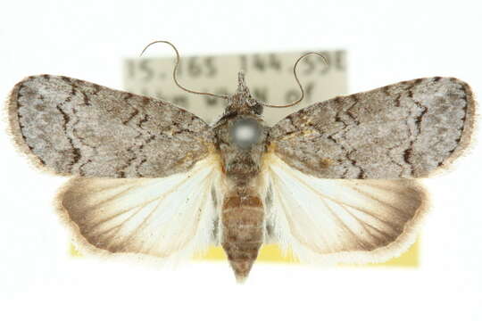 Imagem de <i>Nycteola polycyma</i>