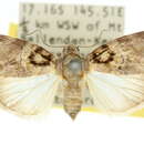 Image of Garella rotundipennis Walker 1864