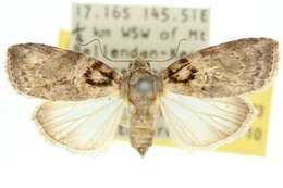 Garella rotundipennis Walker 1864的圖片