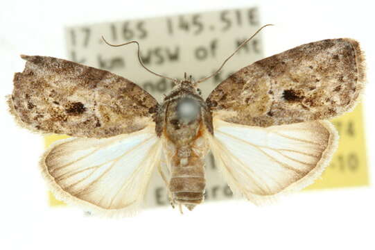 Garella rotundipennis Walker 1864的圖片