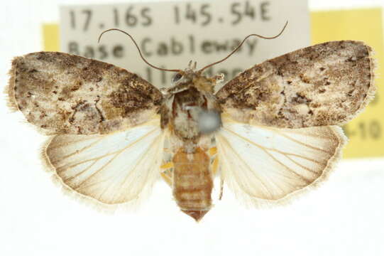 Garella rotundipennis Walker 1864的圖片