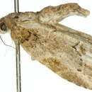 Image of <i>Etanna brunnea</i>