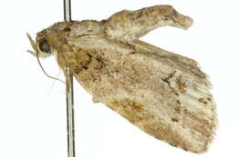 Image of <i>Etanna brunnea</i>