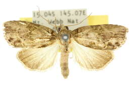 Image of <i>Etanna brunnea</i>