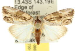 Image of <i>Etanna breviuscula</i>