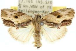 Image of <i>Etanna breviuscula</i>