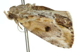 Image of <i>Etanna breviuscula</i>