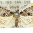 Image of Microthripa baeota Turner 1902