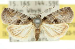 Image de Microthripa baeota Turner 1902