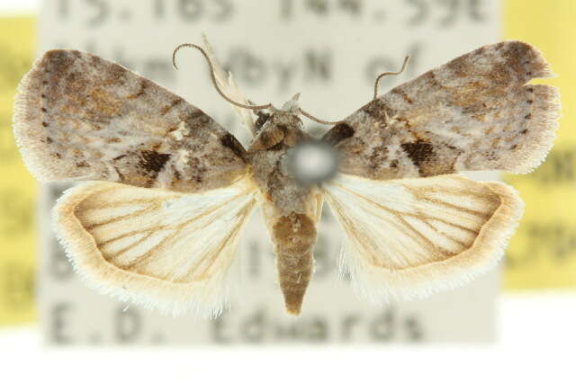 Image de Microthripa baeota Turner 1902