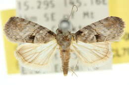 Image de Microthripa baeota Turner 1902