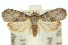 Image de Microthripa baeota Turner 1902