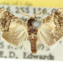 Image of <i>Acatapaustus leucospila</i>