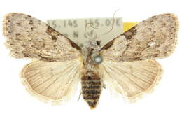 Image of <i>Meganola major</i>