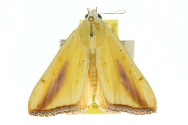 Image of Xanthodes congenita Hampson 1912