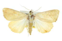 Image of Xanthodes congenita Hampson 1912