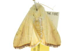 Image of Xanthodes congenita Hampson 1912