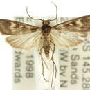 Araeomorpha limnophila Turner 1937 resmi