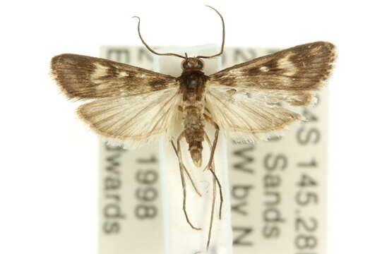 Image of Araeomorpha limnophila Turner 1937