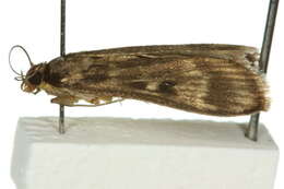 Image of Araeomorpha limnophila Turner 1937