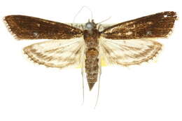 Image de Parapoynx tullialis