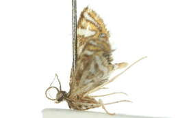 Image of <i>Anydraula pericompsa</i>