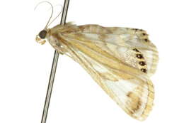 Image of Strepsinoma foveata Turner 1937