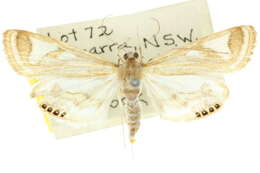 Image of Strepsinoma foveata Turner 1937