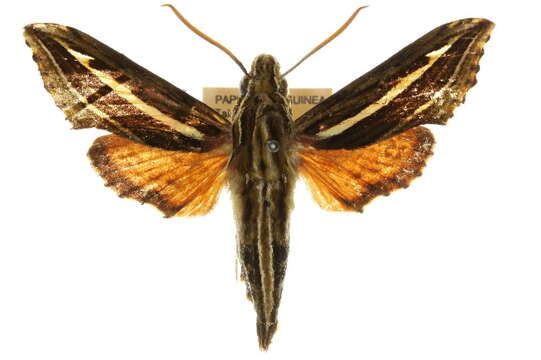 Image of Eupanacra micholitzi (Rothschild & Jordan 1893)