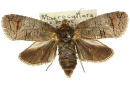 Macrocyttara的圖片