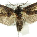 Macrocyttara pamphaea Turner 1945的圖片