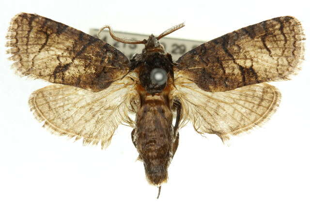 Macrocyttara pamphaea Turner 1945的圖片