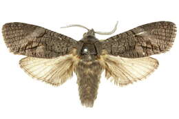 Image of Culama australis Walker 1856