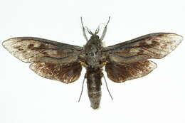 Image of <i>Endoxyla affinis</i>