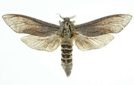 <i>Endoxyla cinereus</i>的圖片